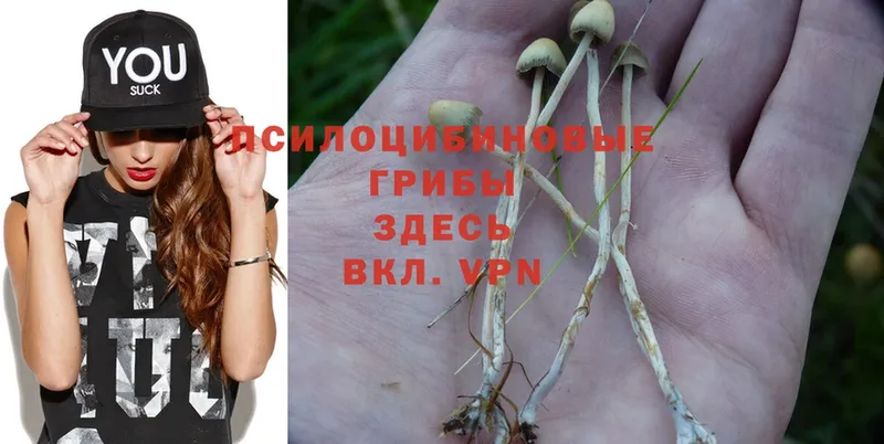 Псилоцибиновые грибы Magic Shrooms  купить наркотики цена  Невель 